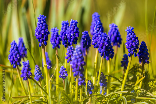 Blue flowers Muscari or murine hyacinth buds and leaves. Viper bow