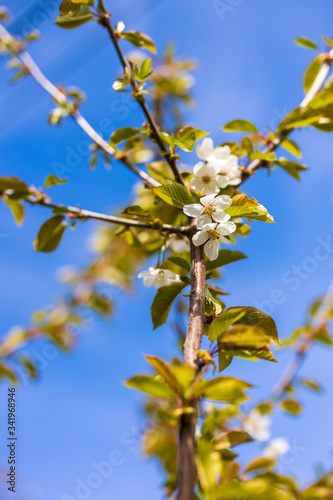 Many white blossoms on the branch in the blurred background. Fresh flowers of Sweet cherry or Prunus avium