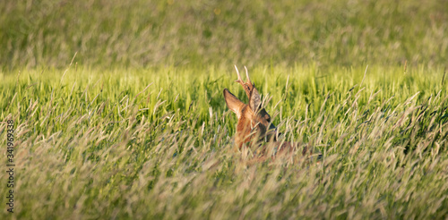 roe deer in the grass © joshua anslt