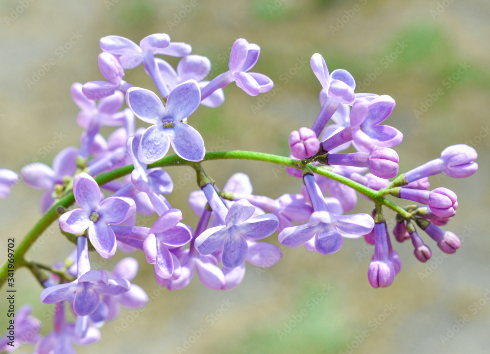 Obraz premium Lilac blossom in spring scene. Spring blooming lilac flowers. Lilac flowers