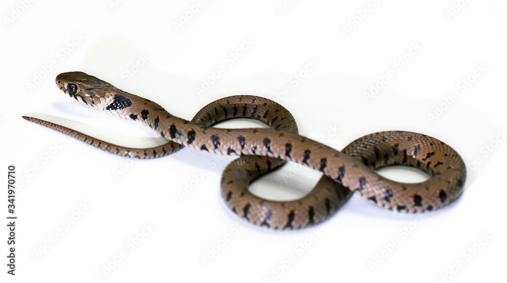 Obraz premium crawling snake isolated on a white background