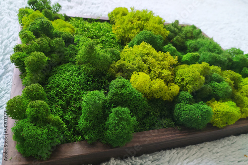 stabilized colored moss for design and decoration