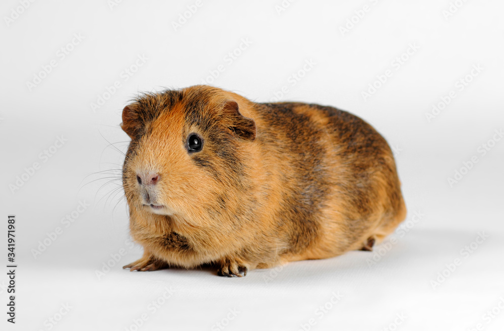 Fototapeta premium rodent closeup on a white background, pet guinea pig