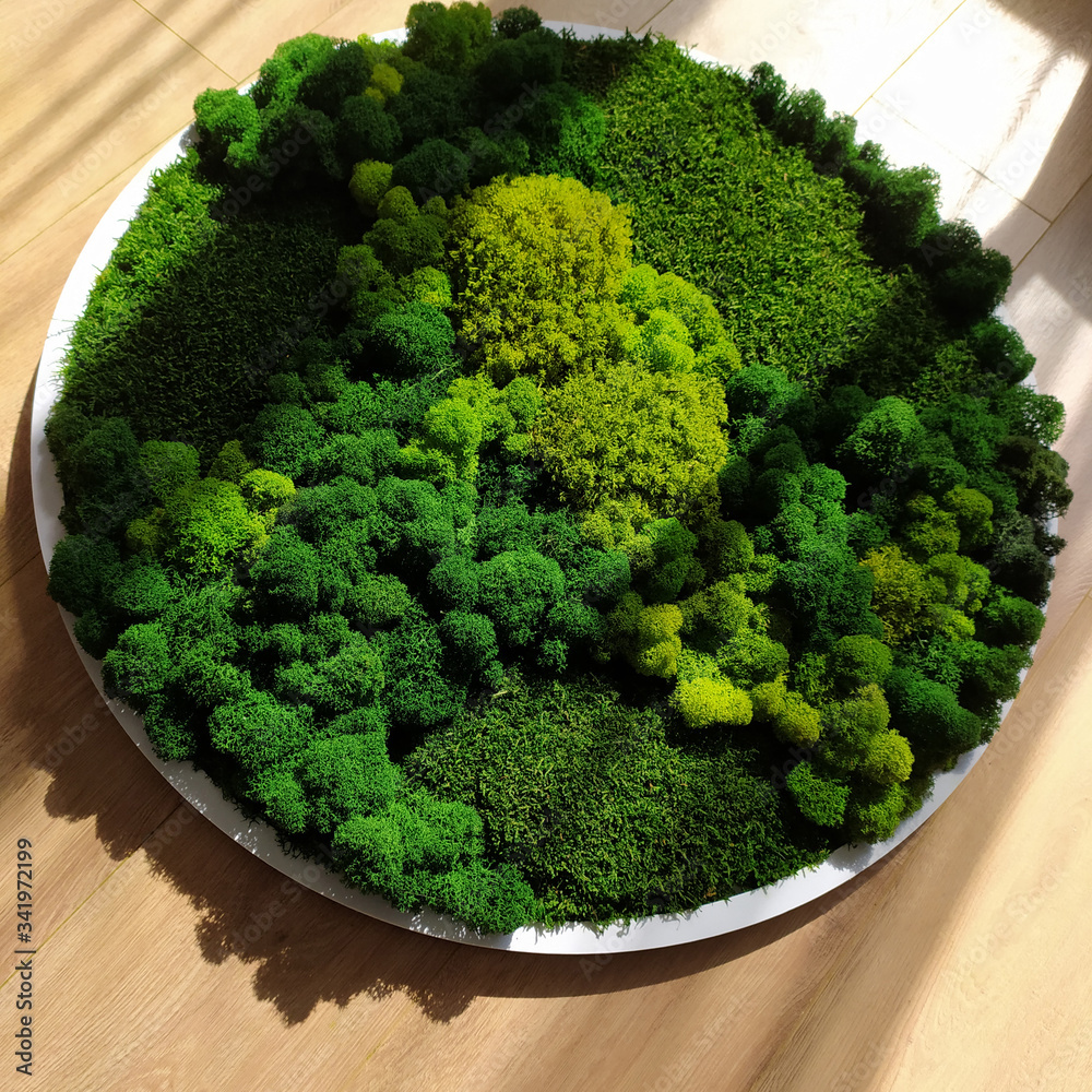 stabilized moss round panel in a white frame stabilized moss round panel in a white frame