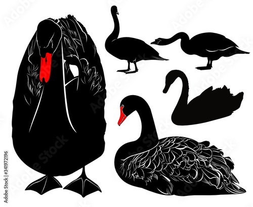 swans bird silhouettes collection isolated on black background