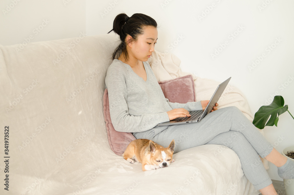 Asian woman dressed in grey shirt and trousers. Young Asian woman working from home while sitting on a sofa. Korean girl using laptop. Girl holding her chihuahua dog Asian woman dressed in grey shirt and trousers. Young Asian woman working from home while sitting on a sofa. Korean girl using laptop. Girl holding her chihuahua dog