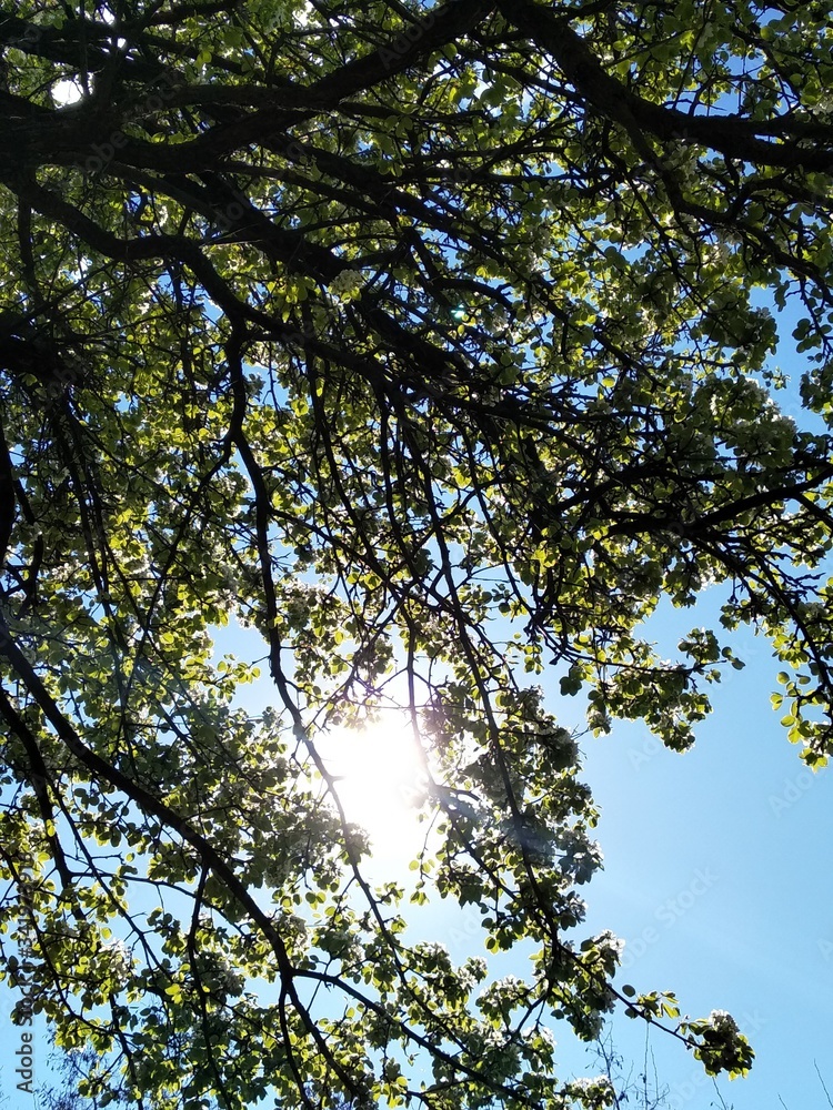 sky and tree sky and tree