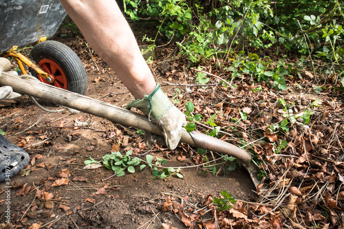 Man shovelling garden waste leaves with a shovel