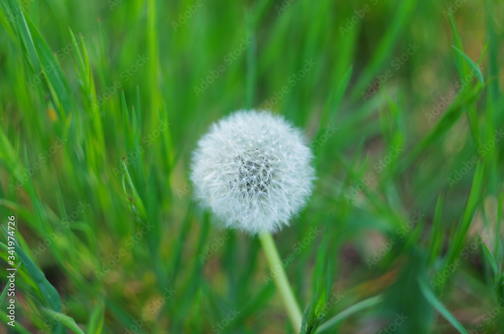 white dandelion with seeds close-up on a spotted blurred green background. dandelion on grass. abstract grassy background. shallow depth of field white dandelion with seeds close-up on a spotted blurred green background. dandelion on grass. abstract grassy background. shallow depth of field