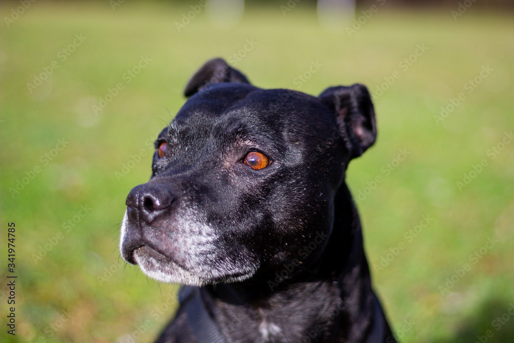 portrait of a dog
Staffordshire bull terrier