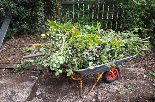 Wheel barrow in a garden piled full with foliage and greenery ready to be moved.