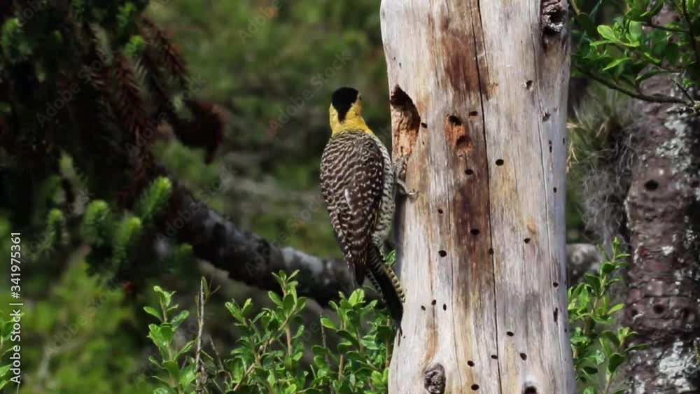 Pica-pau do campo (Colaptes campestris)
