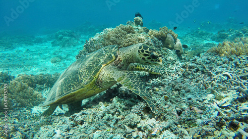 Meeresschildkröte auf Bali