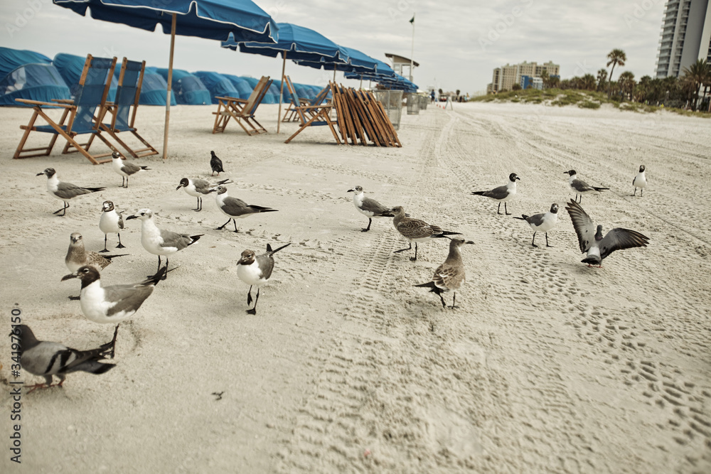 Seagulls on the beach