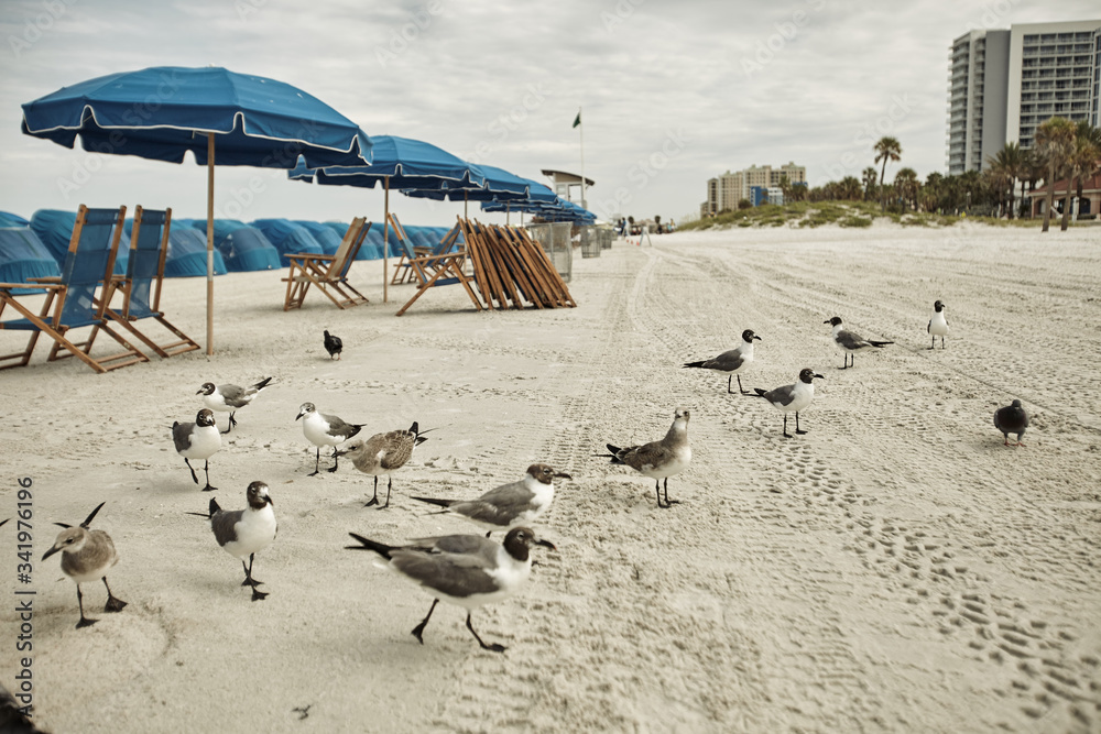 seagulls at the beach