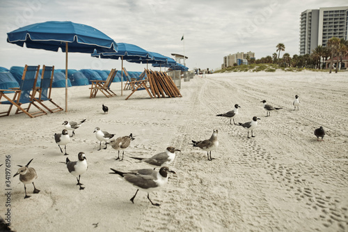 Obraz na płótnie seagulls at the beach w salonie