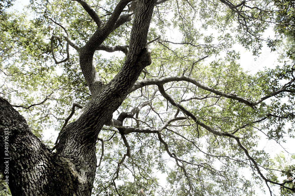 tree in the park