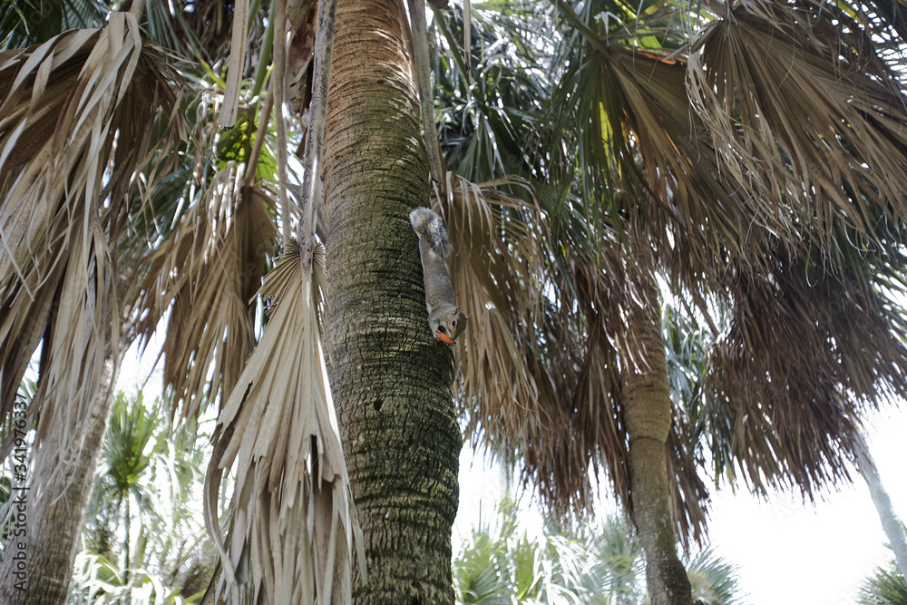 squirrel eating food on a palm tree