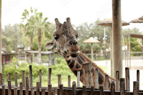 Canvas Print portrait of a giraffe