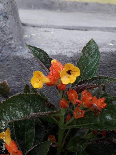 Buttercup Flower, Allamanda cathartica, bunga alamanda, terompet emas, lonceng kuning photo