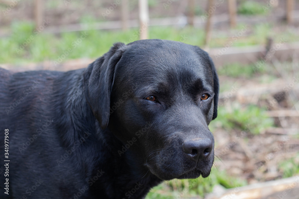 black Labrador Retriever looks at the camera