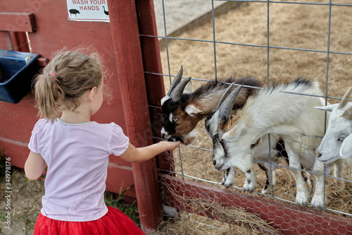 Girl feeding goats © Anna