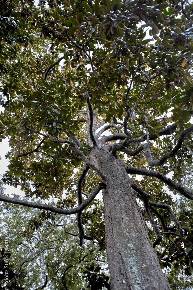 A gigantic tree