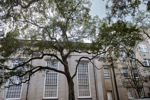 trees in the city