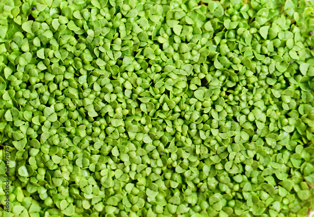 microgreen Foliage Background. pea leaf. sprout vegetables germinated from high quality organic plant seed on linen mat