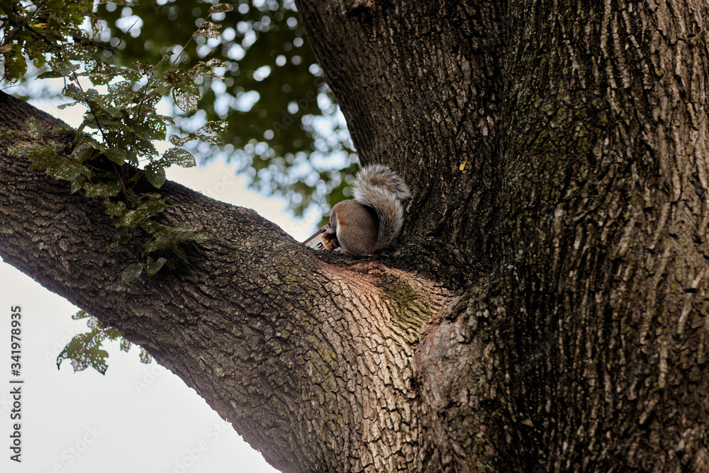 squirrel eating food on a tree