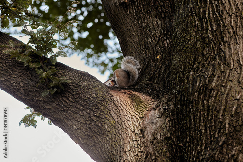 squirrel eating food on a tree