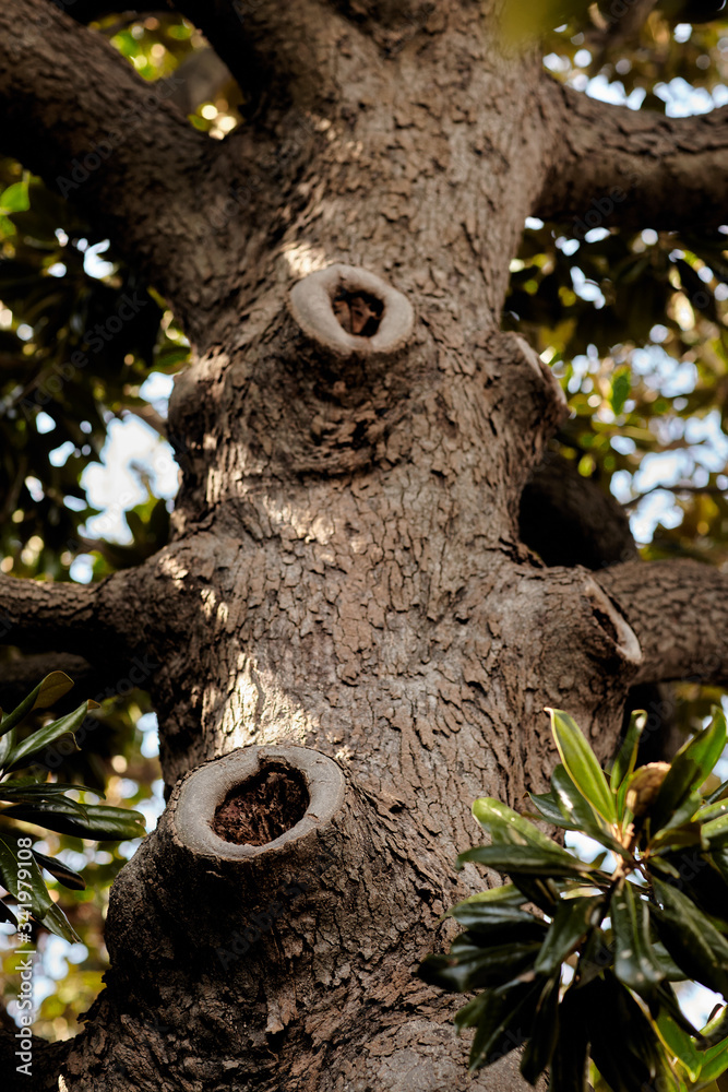 old tree trunk