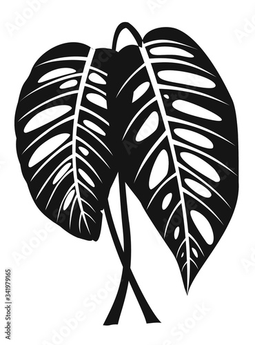 Monstera leaves. Tropical vector illustration.