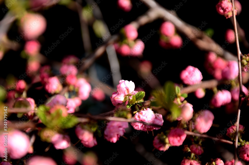 Close up of curly ornamental pink almond blossom on a branch growing in the garden. beautiful small pink flowers, floral background Close up of curly ornamental pink almond blossom on a branch growing in the garden. beautiful small pink flowers, floral background