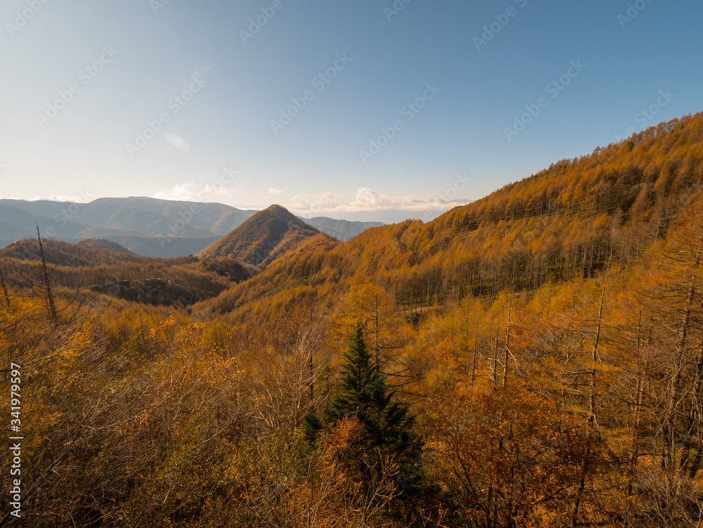 ビーナスラインから見た紅葉のカラマツ林