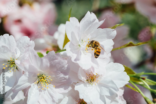 Bee pollinating white cherry tree flowers.