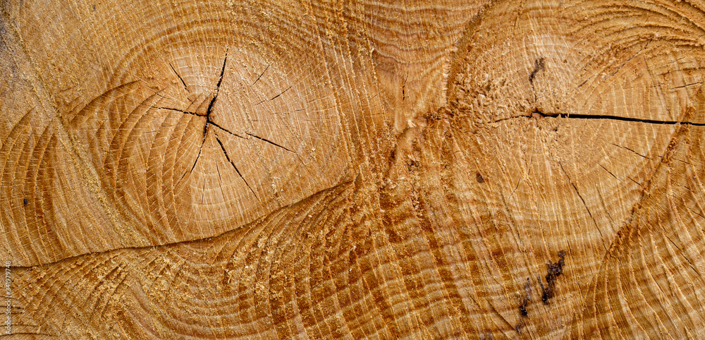 Fototapeta premium Wood texture of old cut tree trunk - wooden surface background
