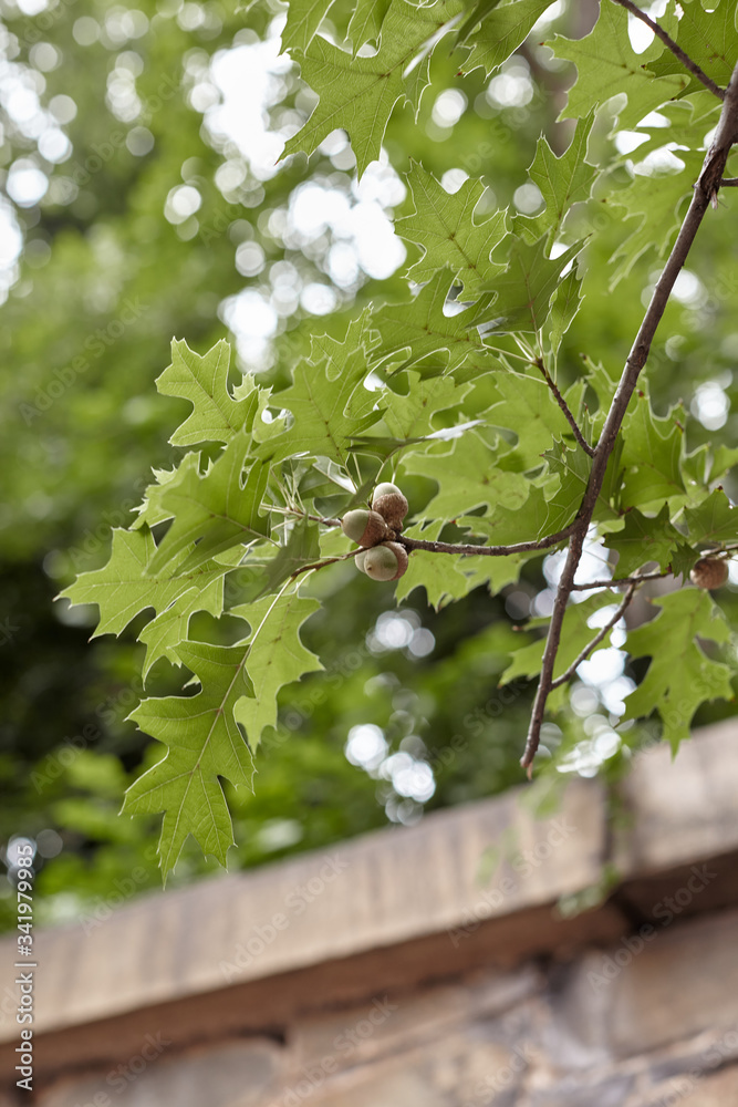 oak tree branch with acorn