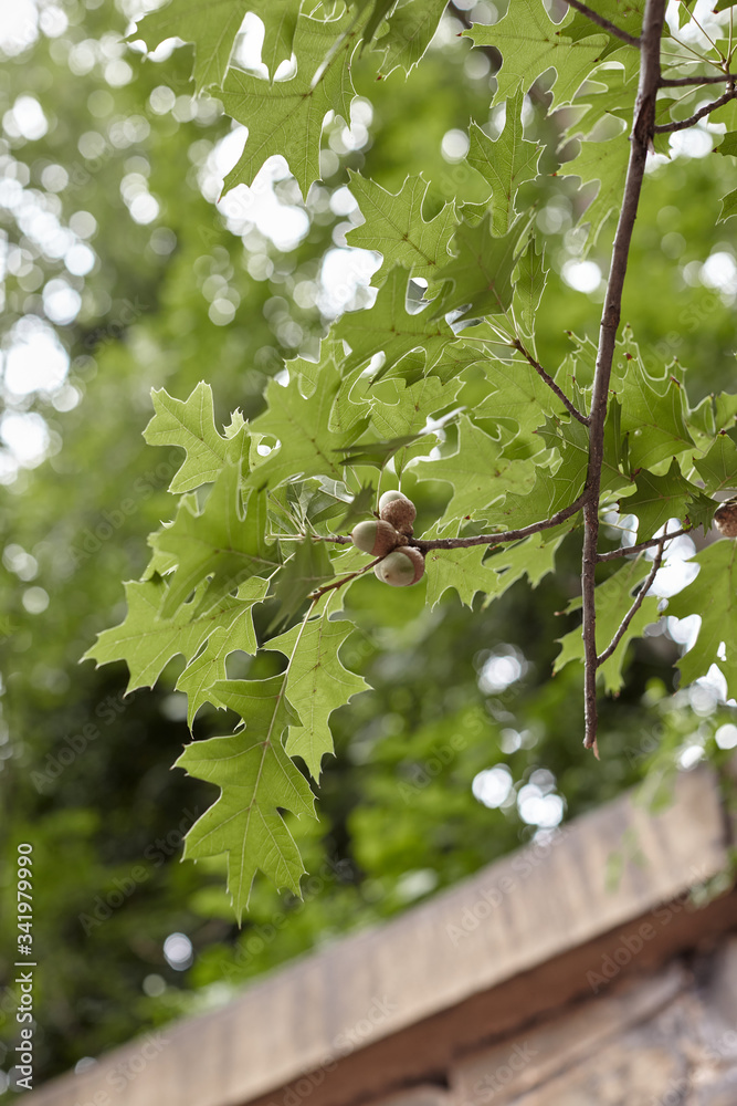 oak tree branch with acorn