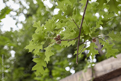 Obraz na płótnie oak tree branch with acorn w salonie