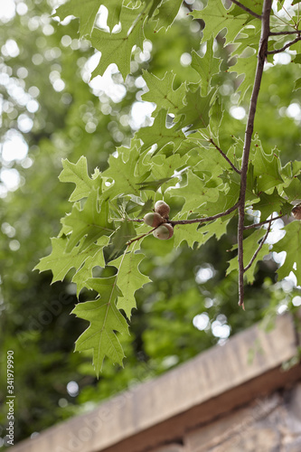 Obraz na płótnie oak tree branch with acorn w salonie