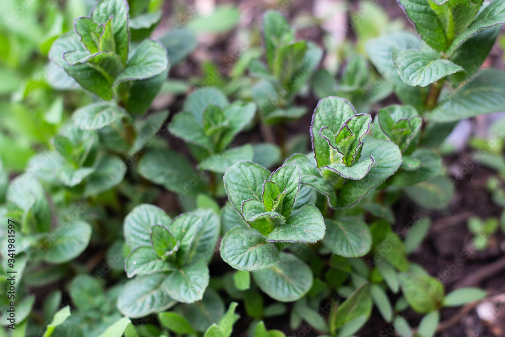 young mint plants grow in the garden