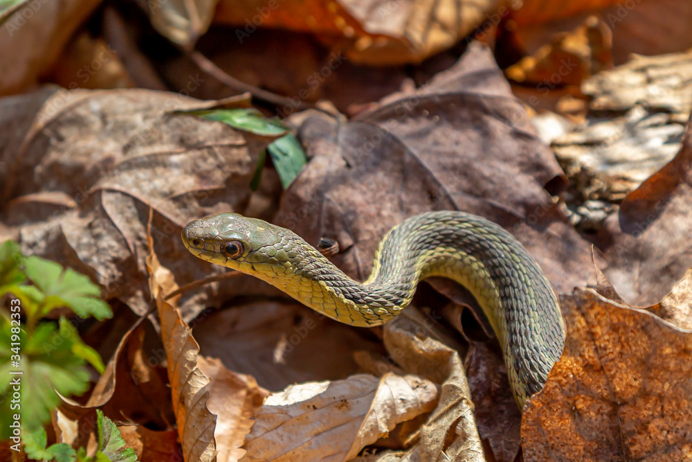 Small Garter Snake Small Garter Snake