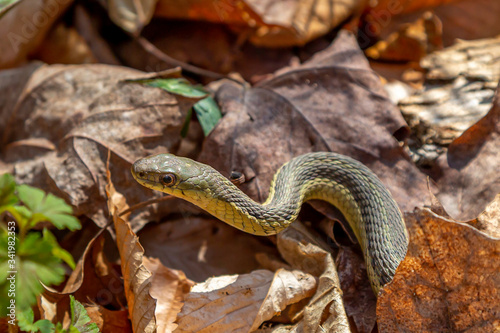 Small Garter Snake
