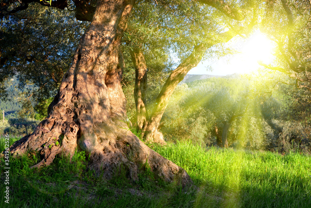 Fototapeta premium Olive tree and sunbeams