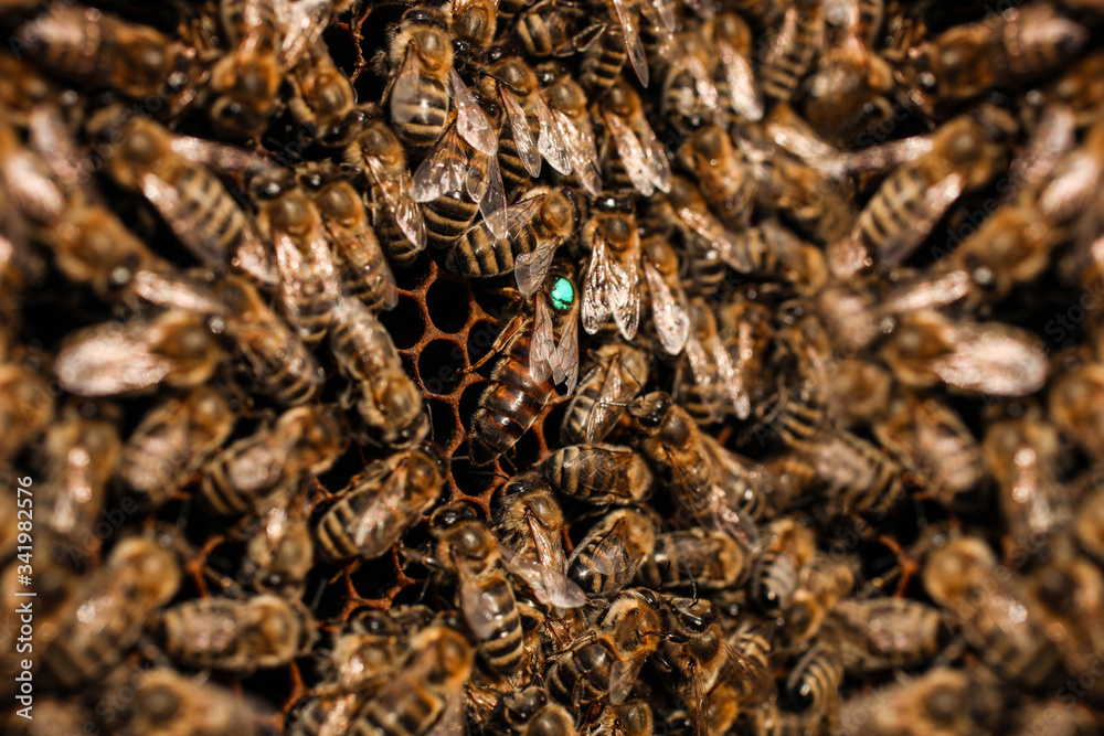 bees on empty honeycombs bees on empty honeycombs