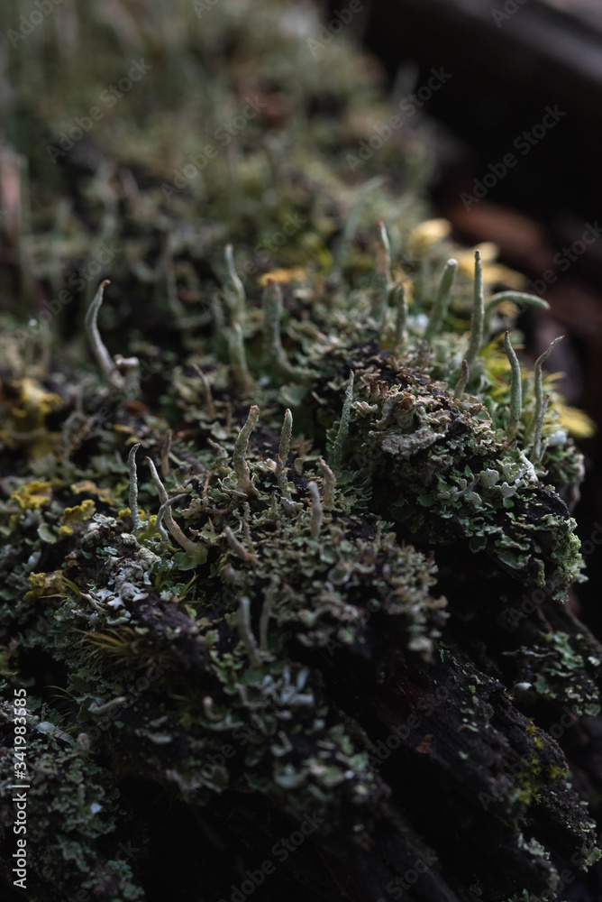 Macrophotography. Moss and lichen. Macrophotography. Moss and lichen.