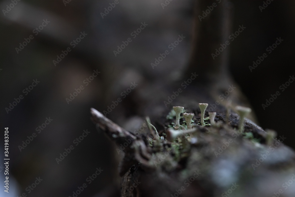 Macrophotography. Moss and lichen. Macrophotography. Moss and lichen.