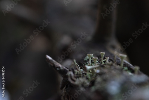 Macrophotography. Moss and lichen.