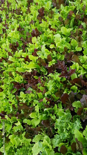 a thick bed of salad green growing on a organic market farm